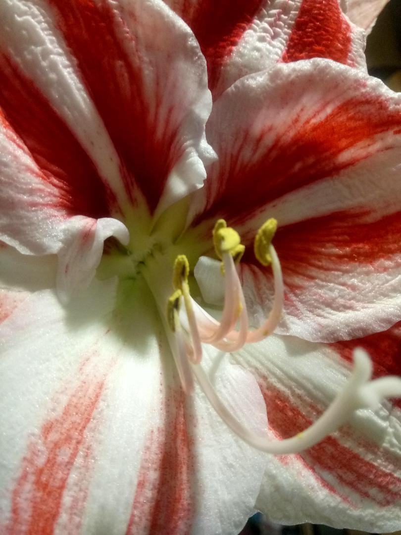 Цветна градина