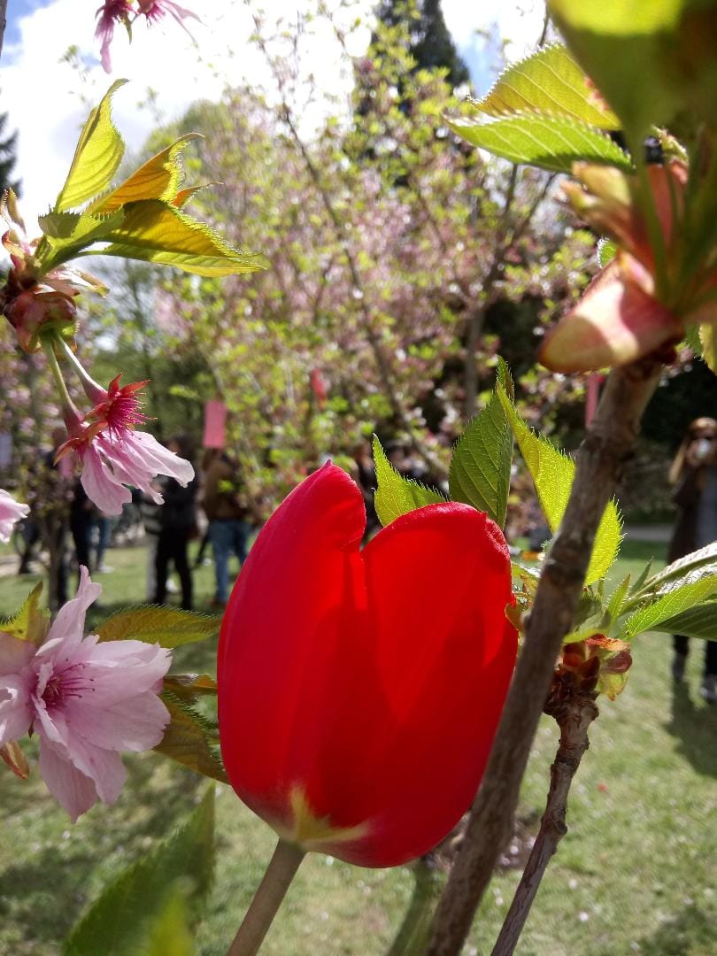 Оханами в Южния парк