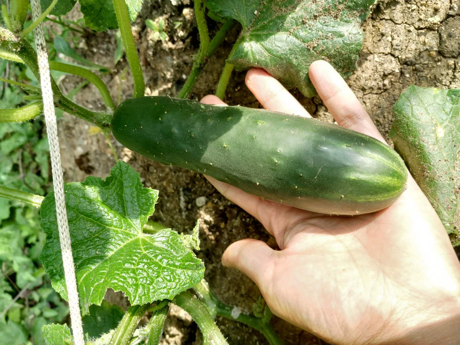 Оценка на моя карантинен период